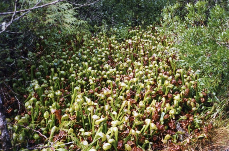 Darlingtonia