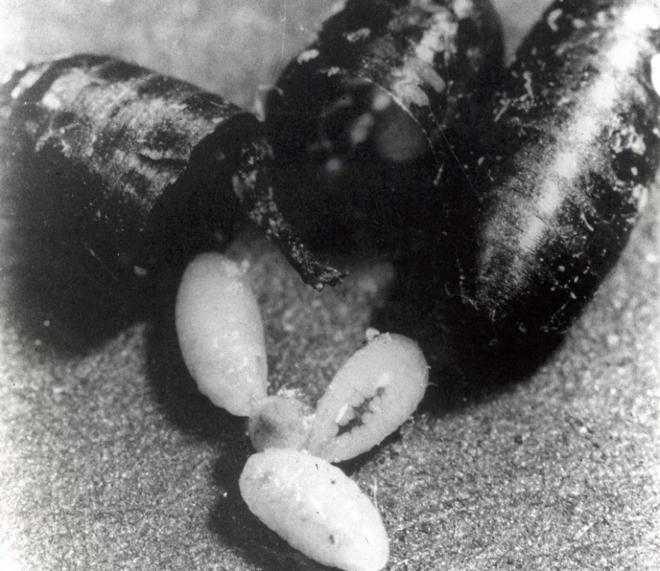 Nasonia larvae