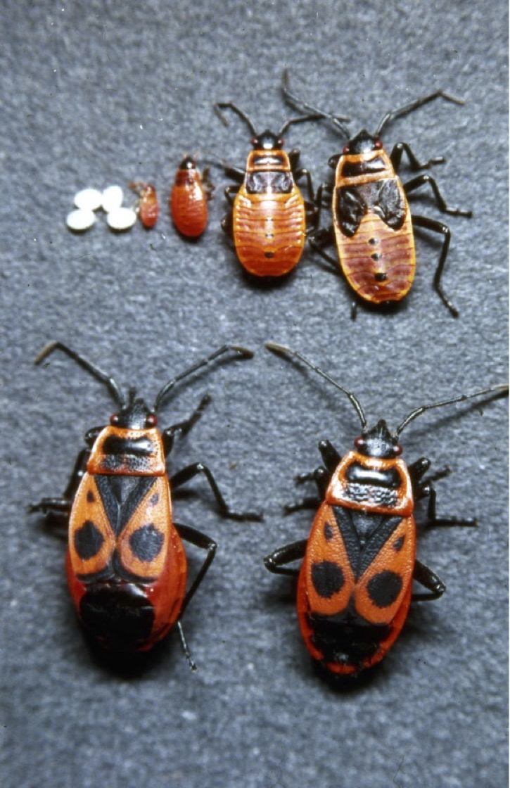 Pyrrhocoris apterus