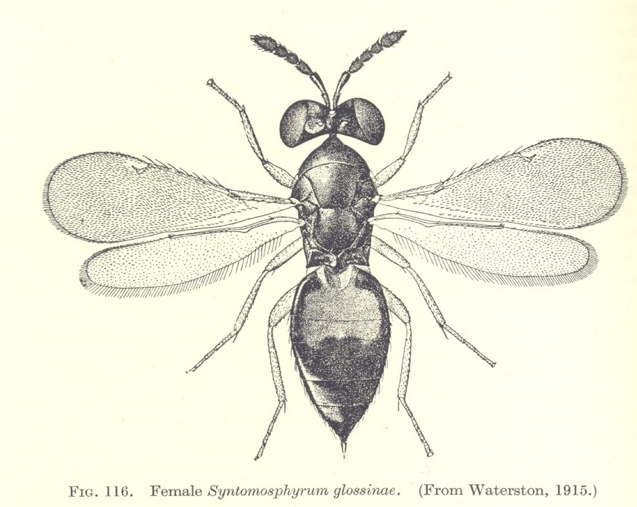 S glossinae