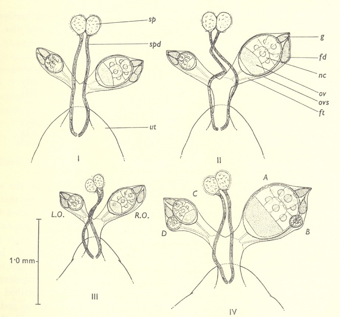 Tsetse ovaries