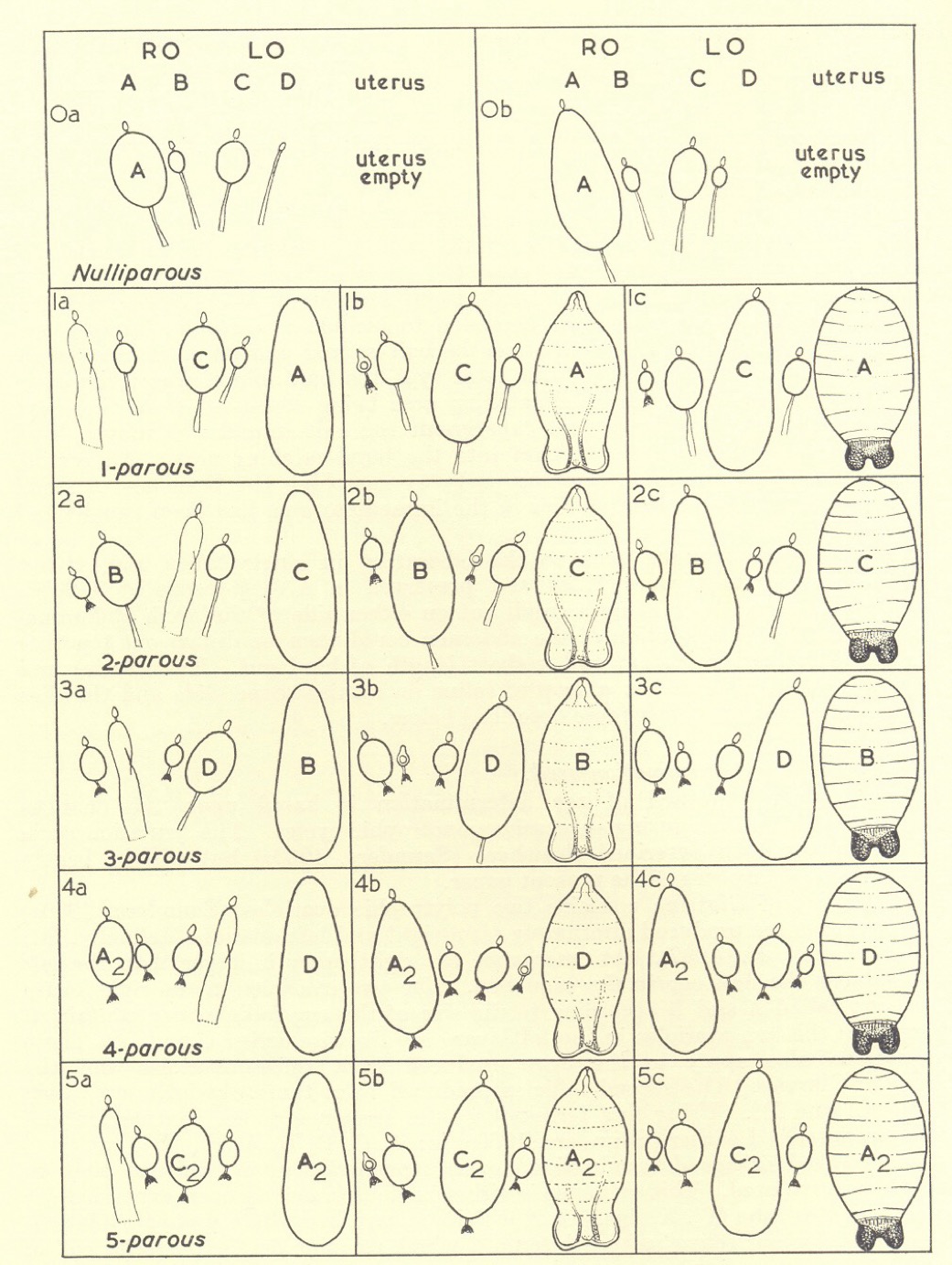 tsetse age